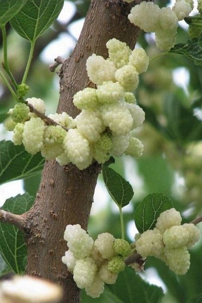 Белая шелковица Медовая с медовым ароматом и вкусом.